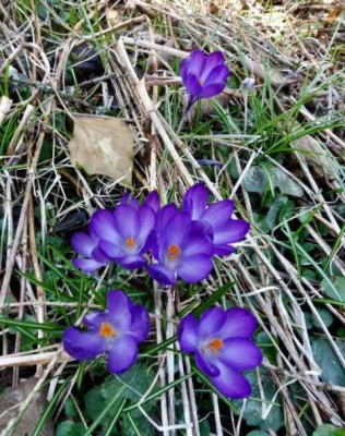 P1050199.jpg