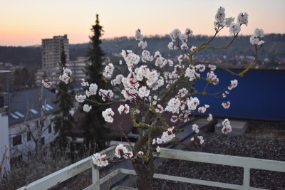aprikosenbaum märz 19 001.JPG