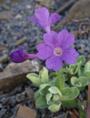 Primula marginata Spitzblatt19.jpg