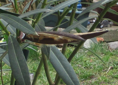 Oleander.jpg