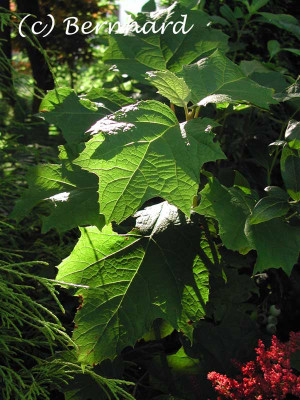 hydrangea_quercifolia_art.jpg