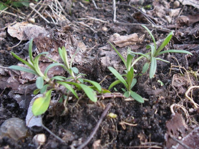 P triflora Topfquartier.JPG