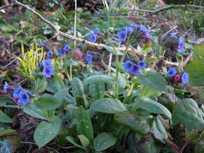 PUlmonaria Hasel.JPG