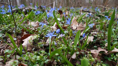 weiße Scilla bifolia P3130068.JPG