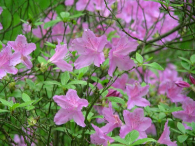 P rosafarbene Azalee DSCN7085.JPG