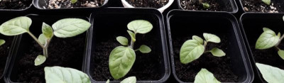 Physalis 23.03.2019.jpg