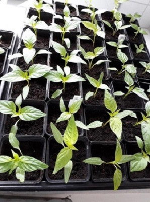 Paprika 23 03 2019.jpg