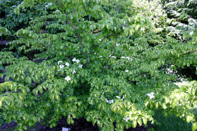 Hartriegel_pan_.0207.jpg