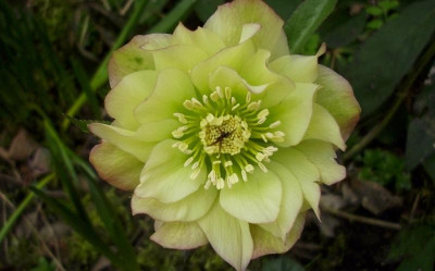 h.golden lotus 3.jpg
