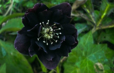h.onyx odyssee.jpg