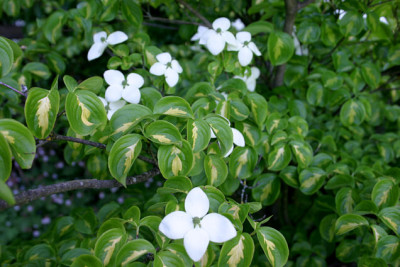 Hartriegel_pan_.0107.jpg