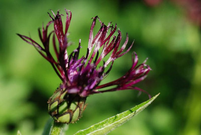 Centaurea-Jordy-k.jpg