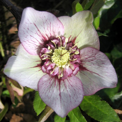 Poucke anemonenblütig 8366.jpg