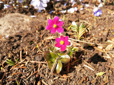IMG_20190323_113238_Hepatica_pink.jpg