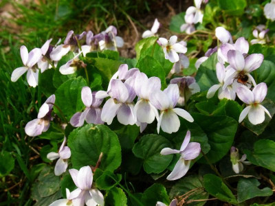 V. odorata_RIMG0296.JPG