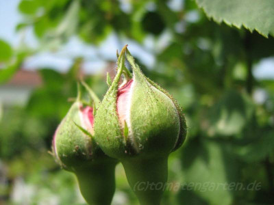 rose-1.jpg