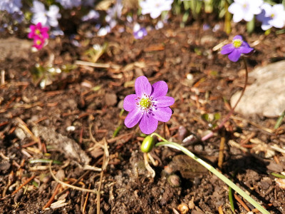 IMG_20190323_113308_Hepatica_violett.jpg
