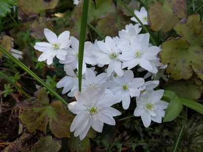 IMG_20190323_113959_Hepatica_Eisvogel.jpg