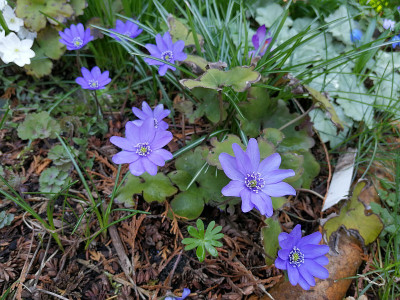 IMG_20190323_113947_Hepatica_AH.jpg