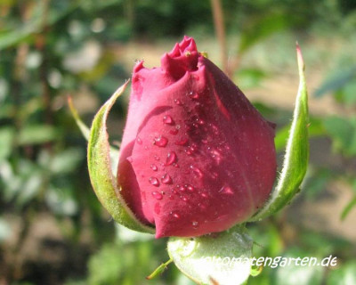 rose-2.jpg