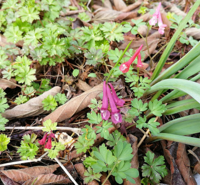 IMG_20190323_113803_corydalis_saemlinge.jpg
