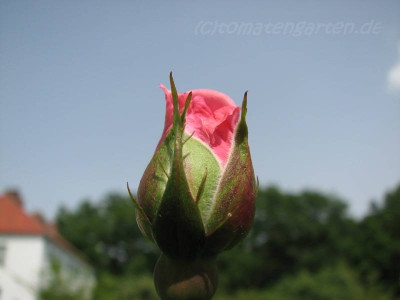 rose-3.jpg