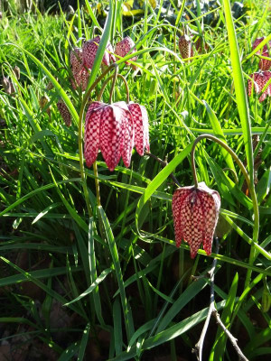 Fritillaria meleagris März 2019.JPG