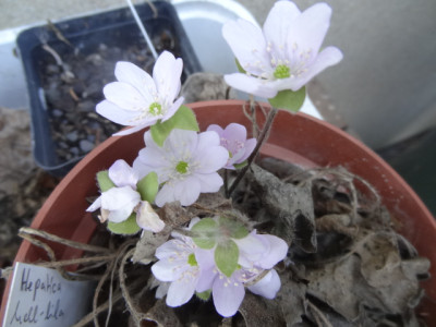 Hepatica rosa.JPG