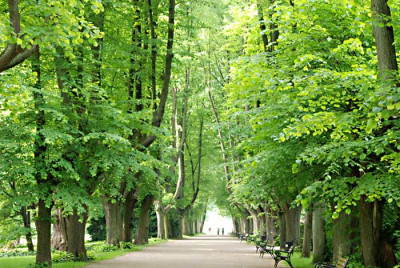 Lindenallee-Mai07-k.jpg