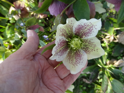 weiße Lenzrose.JPG