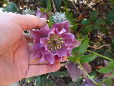 gef.Lenzrose.JPG