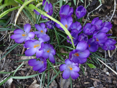 krokusse.JPG
