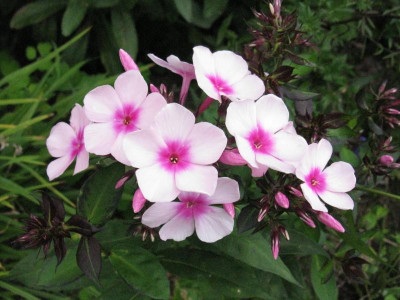 Phlox 1.jpg