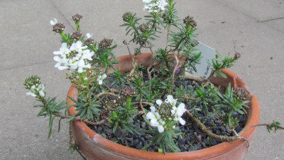 Iberis saxatilis 2.JPG