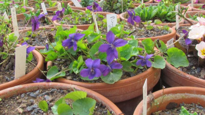 Viola Princesse de Galles.JPG