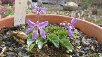 Viola selkirkii f. variegata.JPG