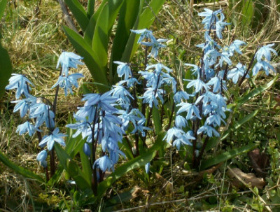 Scilla Vaclav.JPG