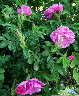 R-Pierette-13.05.2006_18-58-58_0004.JPG