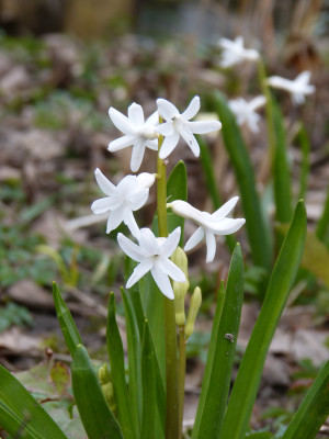 2019-03-24 Hyacinthus 1.jpg