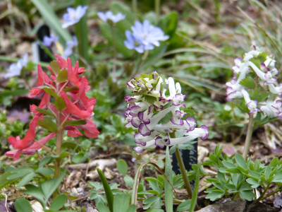 2019-03-24 Corydalis solida 'Advocet'.jpg