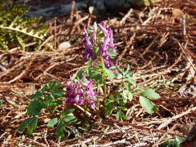 2019-03-24 Corydalis decipiens.jpg