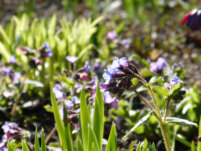2019-03-24 Gartenimpressionen 1.jpg