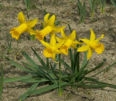 Wee Bee x N. cycl. (Derrick Turbitt).JPG