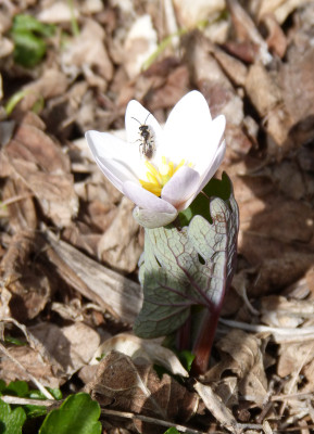 2019-03-24 Sanguinaria canadensis 'Sparkling Pink' 1.jpg