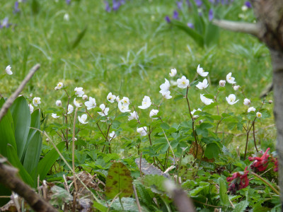 2019-03-24 Isopyrum thalictroides 2.jpg