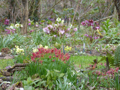 2019-03-24 Garteneinblick 6.jpg