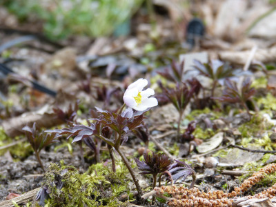 2019-03-24 Anemone nemorosa 'Dark Leaf'.jpg