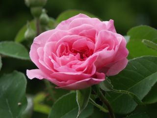 Gertrude_Jekyll_1.Blute.jpg