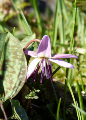 2019-03-24 Erythronium.jpg