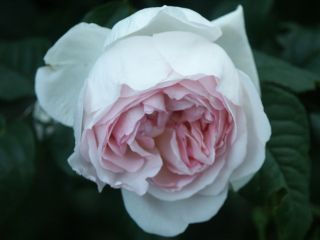Sharifa_Asma200702.jpg